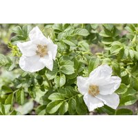 Kategorie <b>Produkt nicht gewünscht </b> - Rosa rugosa 'Alba' 30-40 cm