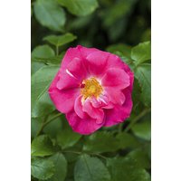 Kategorie <b>Produkt nicht gewünscht </b> - Rosa rugosa rubra 40-60 cm