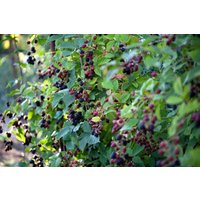 Kategorie <b>Produkt nicht gewünscht </b> - Rubus fruticosus 'Thornfree' 60-100 cm