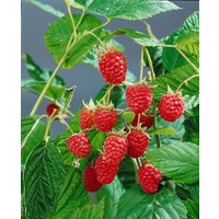 Kategorie <b>Obst </b> - Rubus idaeus 'Heritage' CAC 40-60 cm
