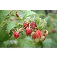 Kategorie <b>Obst </b> - Rubus idaeus 'Polka' -S- CAC 40-60 cm