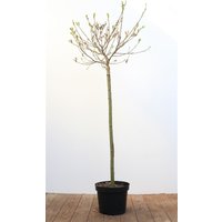 Kategorie <b>Laubbäume </b> - Salix gracilistyla 'Mount Aso' 80 cm Stammhöhe