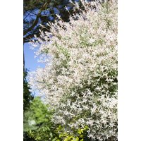 Kategorie <b>Laubbäume </b> - Salix integra 'Hakuro Nishiki' 30-40 cm
