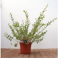 Kategorie <b>Laubbäume </b> - Salix integra 'Hakuro Nishiki' 40-60 cm