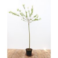 Kategorie <b>Laubbäume </b> - Salix integra 'Hakuro Nishiki' 100 cm Stammhöhe