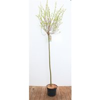 Kategorie <b>Laubbäume </b> - Salix integra 'Hakuro Nishiki' 125 cm Stammhöhe