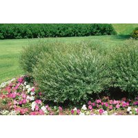 Kategorie <b>Laubbäume </b> - Salix purpurea 'Nana' 40-60 cm