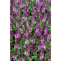 Kategorie <b>Produkt nicht gewünscht </b> - Salvia nemorosa 'Sensation Deep Rose' 2 Liter Container (Wuchs jahreszeitlich)