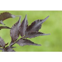 Hecken - Sambucus nigra 'Black Beauty' -R- 60-80 cm