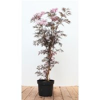 Kategorie <b>Produkt nicht gewünscht </b> - Sambucus nigra 'Black Lace' -R--S- 60-80 cm