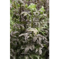 Kategorie <b>Produkt nicht gewünscht </b> - Sambucus nigra 'Black Tower' -R- 40-60 cm