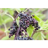 Kategorie <b>Produkt nicht gewünscht </b> - Sambucus nigra 'Haschberg' 100-125 cm
