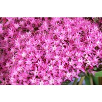 Kategorie <b>Produkt nicht gewünscht </b> - Sedum hybridum Munstead Dark Red 2 Liter Container (Wuchs jahreszeitlich)