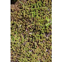 Kategorie <b>Produkt nicht gewünscht </b> - Sedum sexangulare 2 Liter Container (Wuchs jahreszeitlich)