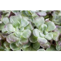 Kategorie <b>Stauden </b> - Sedum spathulifolium Purpureum 2 Liter Container (Wuchs jahreszeitlich)