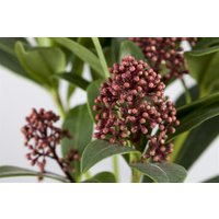 Kategorie <b>immergrüne Laubbäume </b> - Skimmia japonica 'Rubella' 30-40 cm