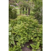 Kategorie <b>Produkt nicht gewünscht </b> - Sorbaria sorbifolia 'Sem' -S- 40-60 cm