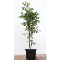 Laubbäume - Sorbus aucuparia 'Autumn Spire' -R- 80-100 cm