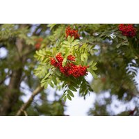 Laubbäume - Sorbus aucuparia 'Edulis' 100-125 cm