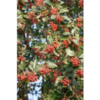 Kategorie <b>Laubbäume </b> - Sorbus intermedia 80-100 cm