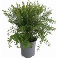Kategorie <b>Hecken </b> - Spiraea arguta 40-60 cm