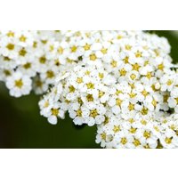 Kategorie <b>Hecken </b> - Spiraea arguta 150-175 cm