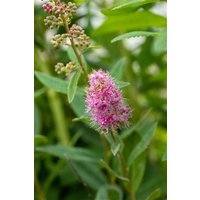 Kategorie <b>Produkt nicht gewünscht </b> - Spiraea billardii 'Triumphans' 60-100 cm