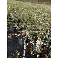 Kategorie <b>Hecken </b> - Spiraea cinerea 'Grefsheim' 40-60 cm