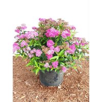 Kategorie <b>Produkt nicht gewünscht </b> - Spiraea japonica 'Anthony Waterer' 30-40 cm