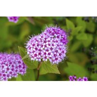 Kategorie <b>Produkt nicht gewünscht </b> - Spiraea japonica 'Froebelii' 40-60 cm
