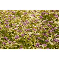 Kategorie <b>Produkt nicht gewünscht </b> - Spiraea japonica 'Golden Princess' 15-20 cm