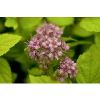Kategorie <b>Produkt nicht gewünscht </b> - Spiraea japonica 'Goldflame' 15-20 cm