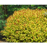 Kategorie <b>Produkt nicht gewünscht </b> - Spiraea japonica 'Magic Carpet' -R- 25-30 cm