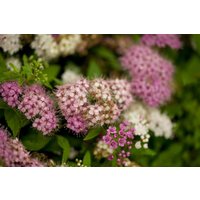 Kategorie <b>Produkt nicht gewünscht </b> - Spiraea japonica 'Shirobana' 20-30 cm