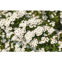 Kategorie <b>Blütensträucher und Ziergehölze </b> - Spiraea nipponica 'Halward's Silver' 40-60 cm