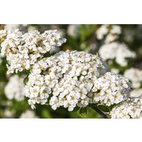 Kategorie <b>Blütensträucher und Ziergehölze </b> - Spiraea nipponica 'Snowmound' 60-80 cm