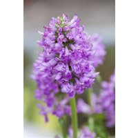 Kategorie <b>Produkt nicht gewünscht </b> - Stachys monnieri 'Hummelo' 2 Liter Container (Wuchs jahreszeitlich)