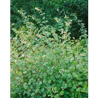 Kategorie <b>Produkt nicht gewünscht </b> - Symphoricarpos doorenbosii 'Amethyst'-S- 40-60 cm