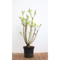Kategorie <b>Laubbäume </b> - Syringa vulgaris 'Mme Lemoine' 40-60 cm
