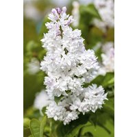 Kategorie <b>Laubbäume </b> - Syringa vulgaris 'Mme Lemoine' 100-125 cm Stammhöhe