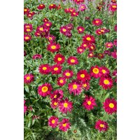 Kategorie <b>Stauden </b> - Tanacetum coccineum 'Robinsons Rot' 2 Liter Container (Wuchs jahreszeitlich)
