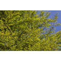 Kategorie <b>Nadelbäume u. Koniferen </b> - Taxodium distichum 80-100 cm