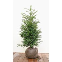 Nadelbäume u. Koniferen - Taxus baccata mB 80- 100
