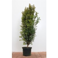 Nadelbäume u. Koniferen - Taxus baccata 80-100 cm