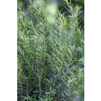 Kategorie <b>Nadelbäume u. Koniferen </b> - Taxus baccata 'Renke's Kleiner Grüner' -R- 20-40 cm