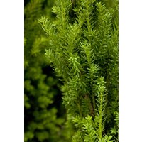Kategorie <b>Nadelbäume u. Koniferen </b> - Taxus media 'Hillii' 100-125 cm