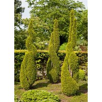 Kategorie <b>Nadelbäume u. Koniferen </b> - Thuja Formschnitt Spirale Spirale 50-60 cm