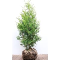 Kategorie <b>Nadelbäume u. Koniferen </b> - Thuja occidentalis 'Brabant' 80-100 cm
