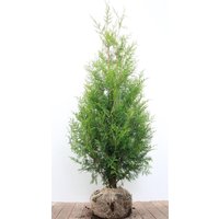 Kategorie <b>Nadelbäume u. Koniferen </b> - Thuja occidentalis 'Brabant' 120-140 cm