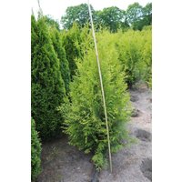 Kategorie <b>Nadelbäume u. Koniferen </b> - Thuja occidentalis 'Brabant' 150-175 cm